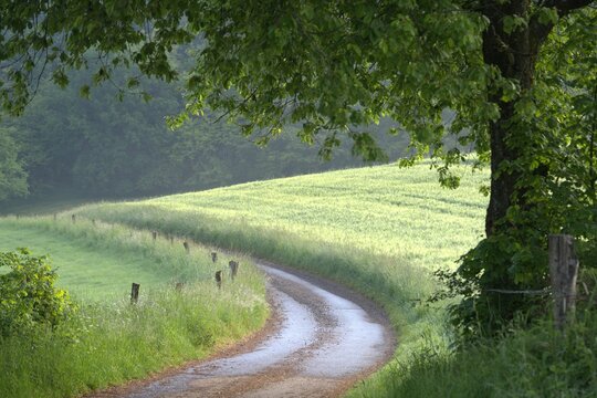 Winding Gravel Country Road Past Cereal Field and Lime Tree, Schaumber