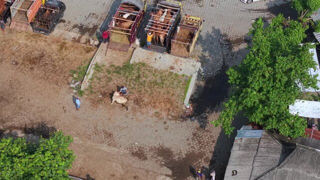 Aerial view of Animal Market Prambanan with trucks loaded with cattle and people working on the paved grounds in Kecamatan Prambanan, Jawa Tengah, Indonesia.