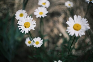 Obraz premium Slow motion close up of wild white daisy flowers swaying in the wind. High resolution cinematic nature footage with dark moody background and soft bokeh.