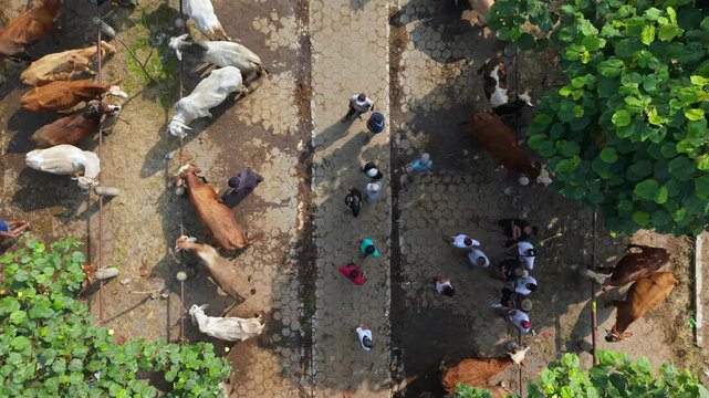 Aerial view of cows and traders at Animal Market Prambanan with people walking between stalls in Kecamatan Prambanan, Jawa Tengah, Indonesia.