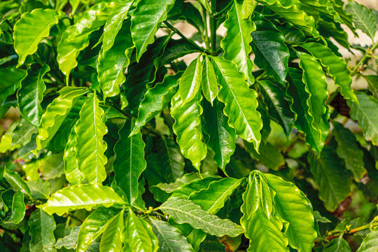 Green branch of a Coffea arabica plant. Perfect for content focusing on the agricultural coffee growing cycle, sustainable farming, and botany.