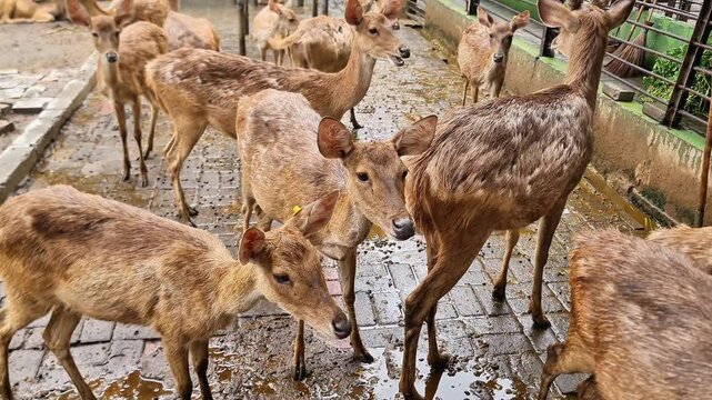 Javan Deer (Rusa timorensis) Approaching Fence During Educational Animal Tour and Eco Tourism Trip