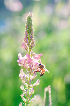 Western Honey Bee (Apis mellifera) on Sainfoin (Onobrychis viciifolia) - Z&uuml;rich, Switzerland