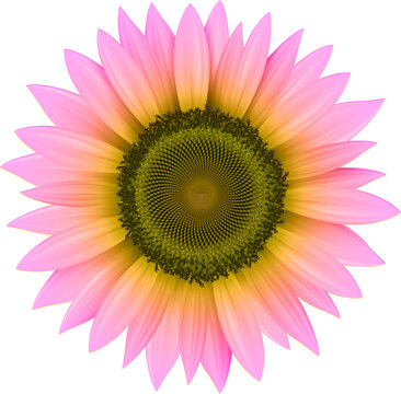 Pink color flower, sunflower isolated.