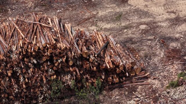 Aerial view of a large pile of cut timber logs stacked on dry ground in a deforested area in Portugal.