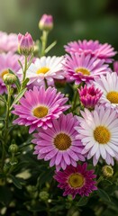 Obraz premium Vibrant Daisy Flowers in Full Bloom - A Colorful Floral Display.