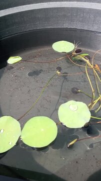 Colorful neon glofish swimming around aquatic plants in water tank