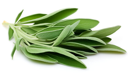 Fototapeta premium Fresh green sage leaves on white background healthy herbs spices food ingredient.