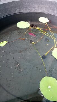 Little pink glofish swimming in a pond with water lily leaves