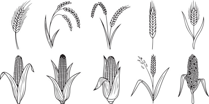 Hand-drawn collection of cereal crops, including wheat, rice, barley, and corn, illustrating various stages of growth and harvest.