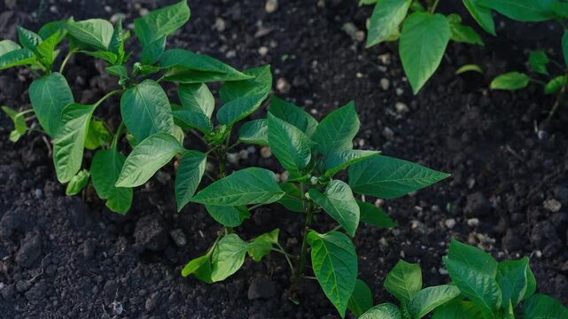 Young green pepper plants with small buds growing in rows in the black soil of a garden