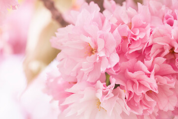 Obraz premium pink cherry blossom background soft sakura flowers spring garden close up delicate petals blooming tree branch concept of nature, beauty, wedding