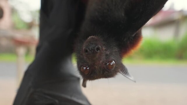 Close up shot of a giant flying fox fruit bat face hanging upside down, exotic wildlife 4K