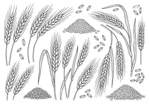 Wheat grains and ears illustration.