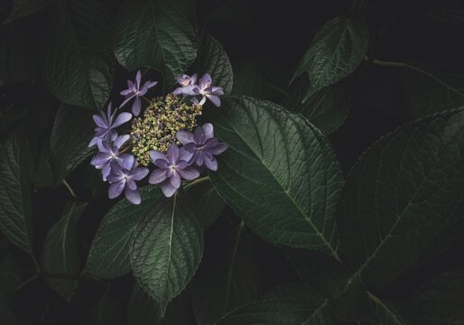 日陰の紫陽花