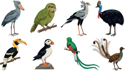Hand Drawn Exotic Birds Collection Featuring Shoebill Kakapo Secretary Bird Cassowary Hornbill Puffin Quetzal and Pheasant Vector Illustrations © MdImran