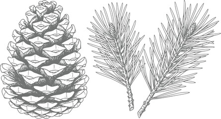 Detailed hand-drawn of a pine cone and two pine tree branches with needles © Papri_stock