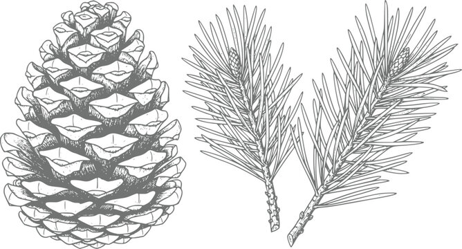 Detailed hand-drawn of a pine cone and two pine tree branches with needles