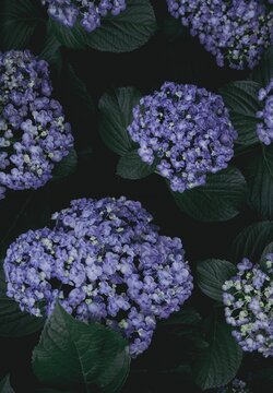 日陰の紫陽花