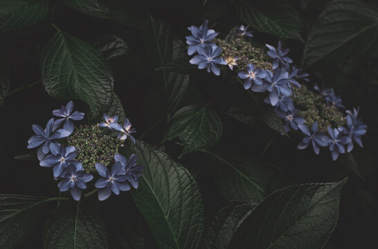 日陰の紫陽花