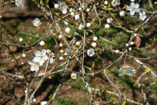 White flowers of Prunus cerasus - Sour cherry - Tart cherry - Dwarf cherry - Forest around Vauhallan - Essonne - &Icirc;le-de-France - France
