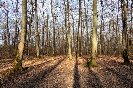 Forest around Vauhallan - Essonne - &Icirc;le-de-France - France