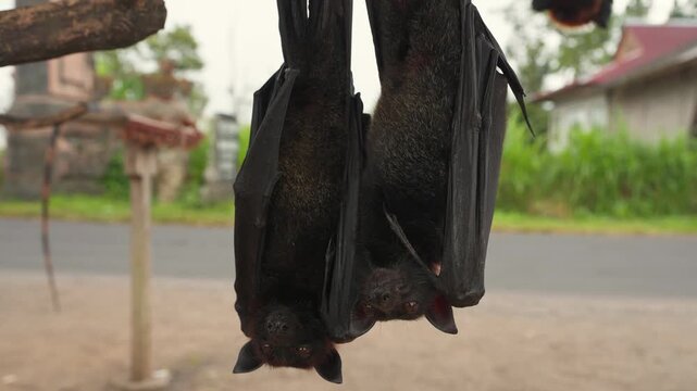 Megabats flying foxes hanging upside down on a display stall in Bali, Indonesia 4K