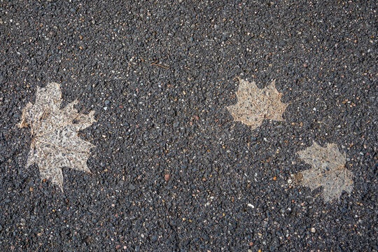 Mapple leave skeleton on tarmac - Essonne - &Icirc;le-de-France - France