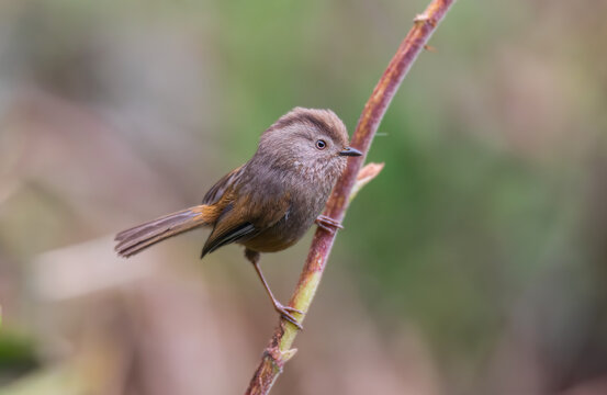 A secretive Manipur Fulvetta or Streak-throated Fulvetta (Fulvetta manipurensis) moving through misty undergrowth in the Mishmi Hills. of Arunachal Pradesh, India