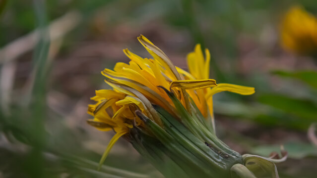 Macro photograph of a yellow dandelion (Taraxacum) exhibiting a botanical mutation known as fasciation. The flower features an unusually thick, wide, ribbed, and fused stem. Captured outdoors against 