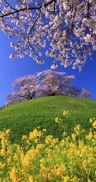 桜と菜の花が咲く丸墓山古墳　埼玉県
