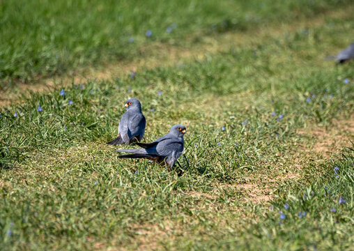 Two male red-footed falcons on the ground (Falco vespertinus)