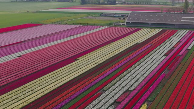 Aerial view of tulipfields in bloom in westfriesland with a farm building and a small canal Abbekerk, North Holland, Netherlands.