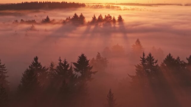Aerial view of the forest near Venekotensee shrouded in thick morning mist with sun rays piercing through the trees in Niederkruchten, Nordrhein-Westfalen, Germany.