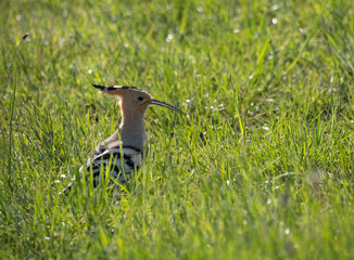 Eurasian hoopoe (Upupa epops) on the ground © Tarik