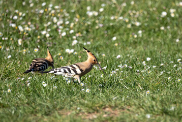 Eurasian hoopoe (Upupa epops) on the ground © Tarik