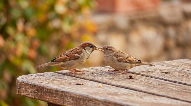 Two common house sparrows interacting on a wooden picnic table, one appearing to feed the other crumbs in daylight.
