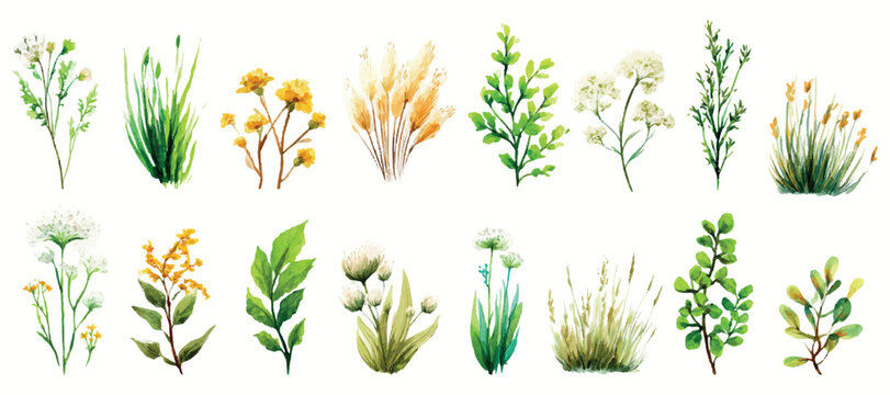 Collection of hand painted watercolor botanical elements depicting various plants, wild herbs, green leaves, and delicate wildflowers on a white background