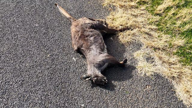 Aerial View of a Dead Kangaroo Roadkill on a Rural Asphalt Roadside