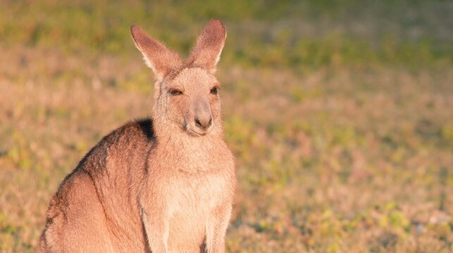 Kangaroo Joey Resting in a Grassy Field at Sunset in Australia