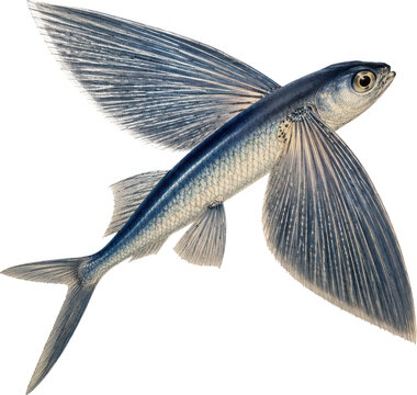Dynamic Flying Fish Illustration with Extended Pectoral Fins