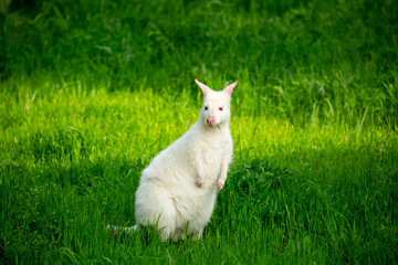 Fototapeta premium A close-up of a kangaroo on green grass. A white albino kangaroo cub. Wild kangaroos, Australia, wildlife, marsupials.