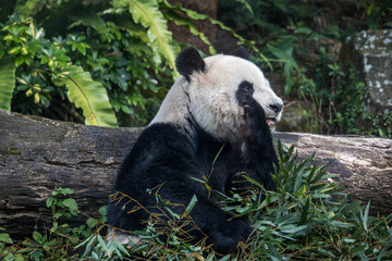 Obraz premium Adorable Giant Panda Eating Bamboo with Eye Contact