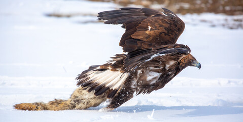 Fototapeta premium A large eagle caught a fox against a backdrop of snow. A bird of prey hunts its prey. A golden eagle sits in the snow, clinging to its prey. Falconry. A national tradition of Asia. Berkutchi,