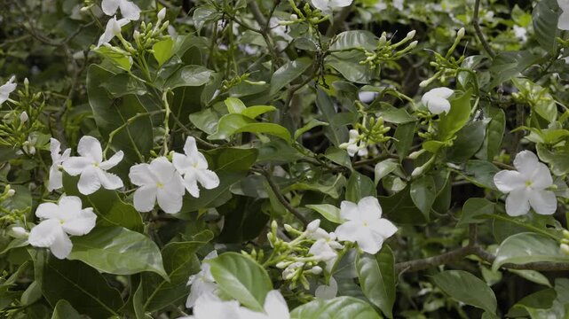 Blooming Gardenia Jasminoides On Leaves
