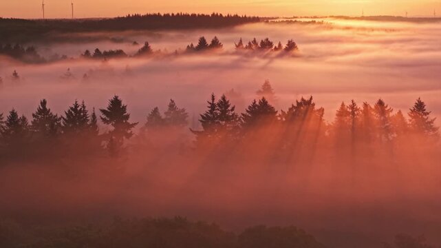 Aerial view of Venekotensee shrouded in thick morning mist with sunbeams piercing through the pine trees at sunrise, Niederkruchten, Nordrhein-Westfalen, Germany.
