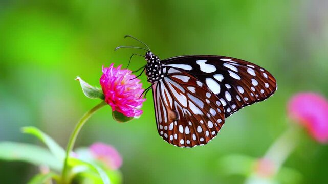 Blue Tiger Butterfly Drinking Nectar From Pink Flower, Blue Tiger Butterfly Pollinating Garden Blossom Close Up, Macro Blue Tiger Butterfly Feeding On Tropical Flower
