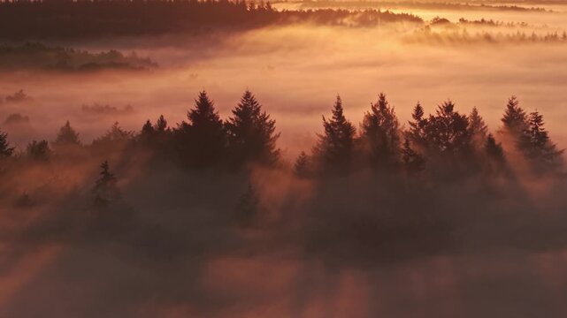 Aerial view of Venekotensee with thick fog rolling over coniferous trees during a golden sunrise in Niederkruchten, Nordrhein-Westfalen, Germany.