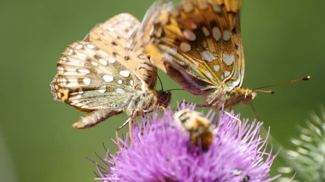 Beautiful Colored Butterfly Collecting Pollen from a Wildflower. Wild Nature in a Sunny Summer Day with Butterflies Flying on Flowers.