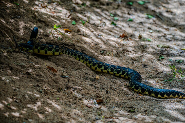 Fototapeta premium Malagasy giant hognose snake moving across sandy ground in Sakaraha